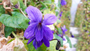 Découvrir la traditionnelle fête des violettes de Tourrettes sur Loup sur la Côte d’Azur