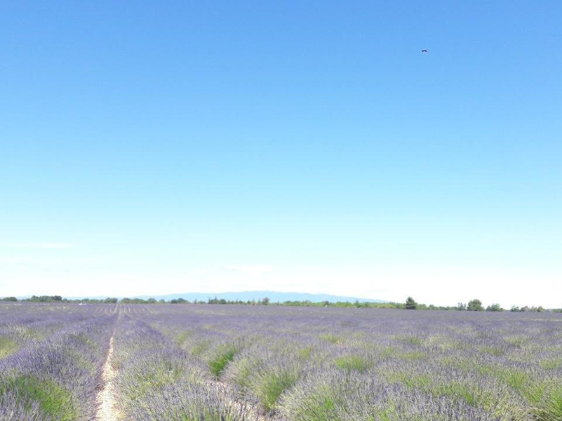 Lavender on the Plateau de Valensole