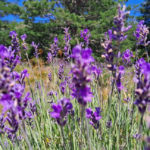 Reconnaitre les plantes sauvages Lavande Fine (Lavandula angustifolia)
