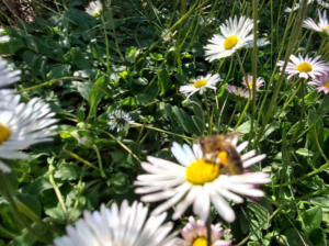 Ernte von Gänseblümchen in unserem Garten mit Parfüm-, Aroma- und Heilpflanzen in biologischer Permakultur