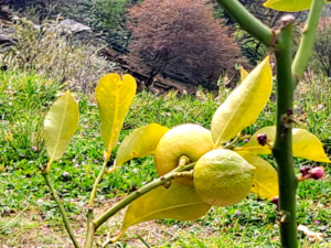 Découvrir le citron de Menton chez Emilie Basin