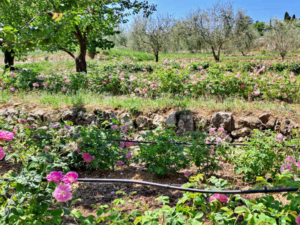 La Rose Centifolia, une fleur à parfum emblématique du Pays de Grasse