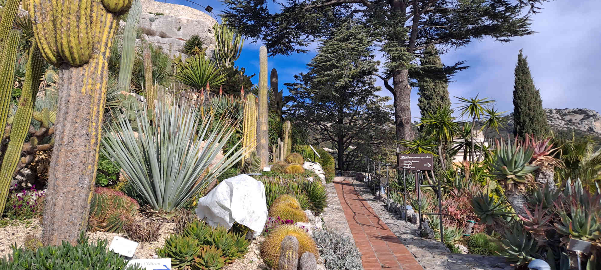 Cactus et plantes succulentes du Jardin Exotique d’Èze, surplombant la Côte d’Azur