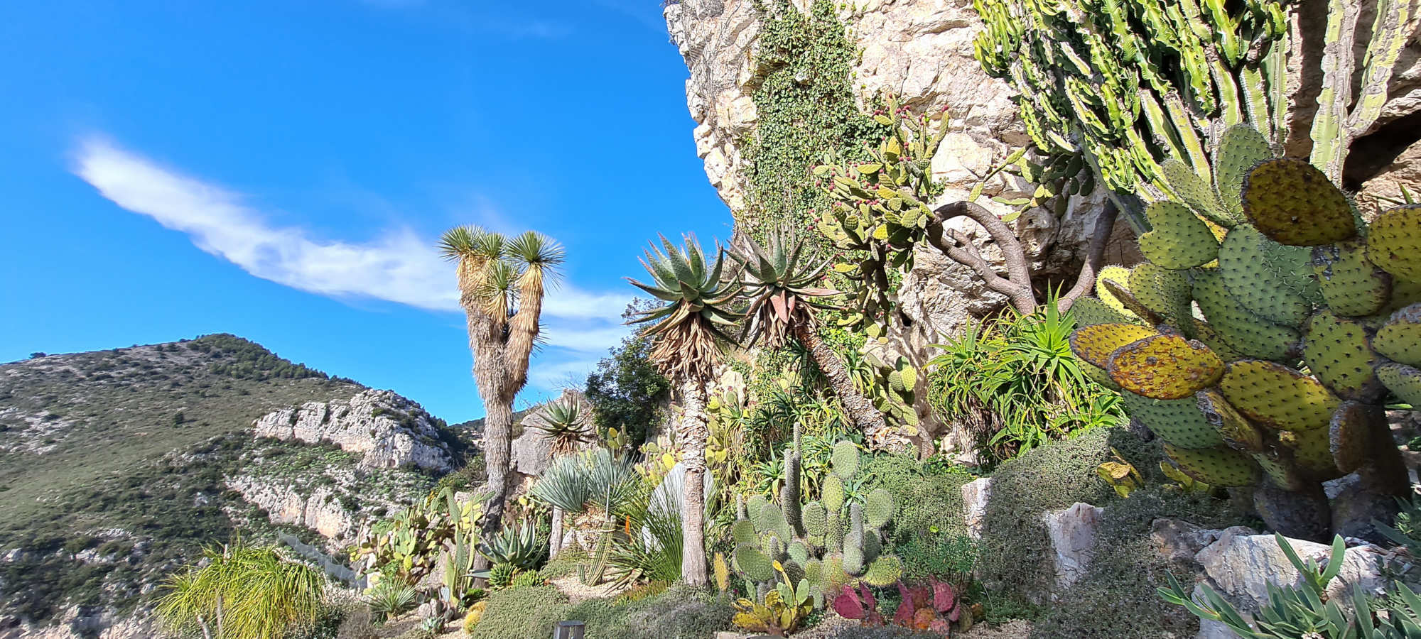 Cactus et plantes succulentes du Jardin Exotique d’Èze, surplombant la Côte d’Azur