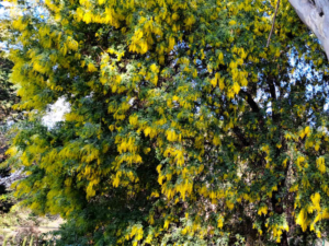 In Cannes blühen die Mimosen am Croix des Gardes