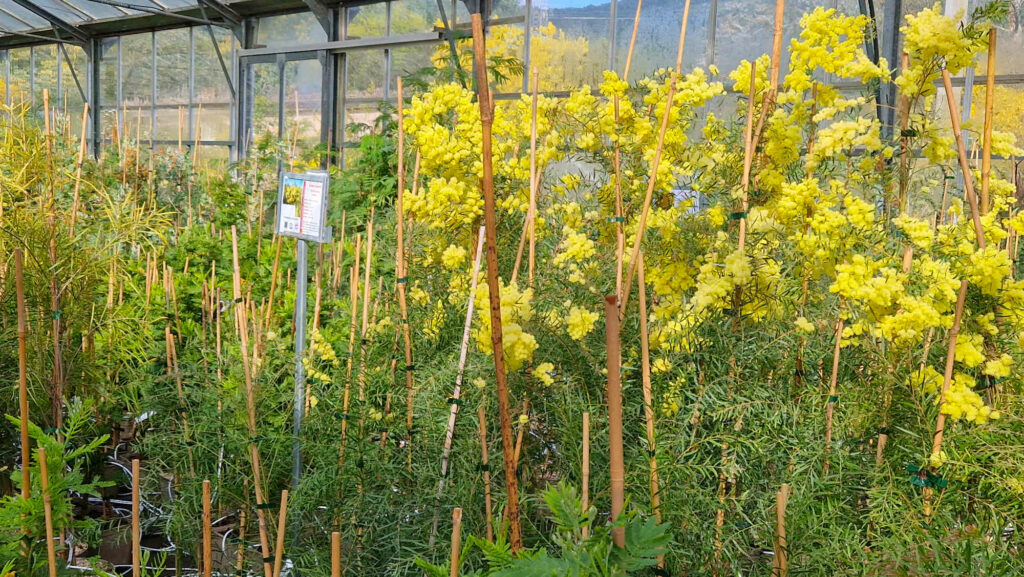 pepiniere cavatore mimosas bormes fleurs cote dazur blog