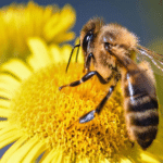Savoir les effets du déclin de la population d’abeilles