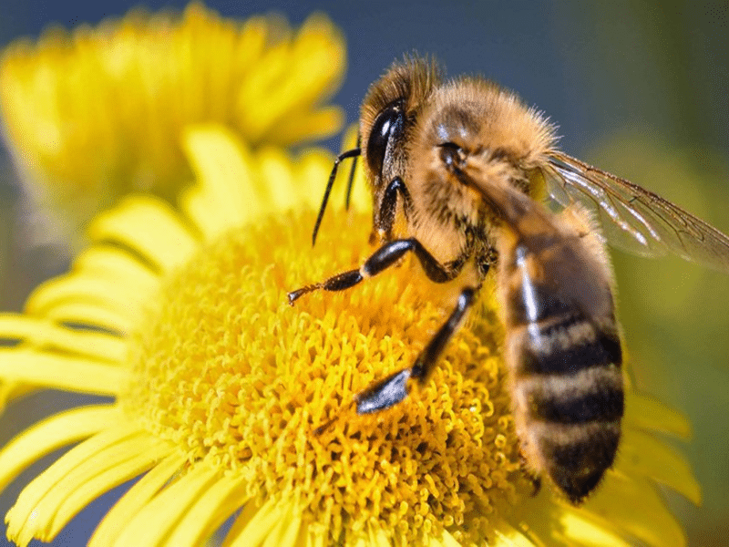 Les effets du déclin de la population d'abeilles