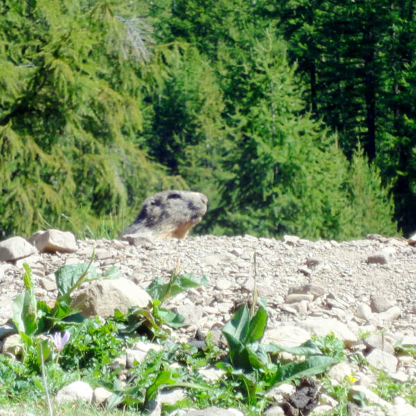 vacances tourisme et decouverte de st etienne de tinée, parc du mercantour, randonnées, nature