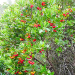 Reconnaitre les plantes sauvages Arbousier (Arbutus unedo)