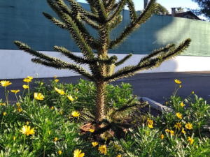 Wenn die Natur über Cannes hereinbricht