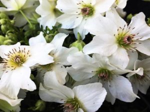 Pour reconnaitre les plantes sauvages lors des randonnées autour de nos gites sur la Côte d’Azur