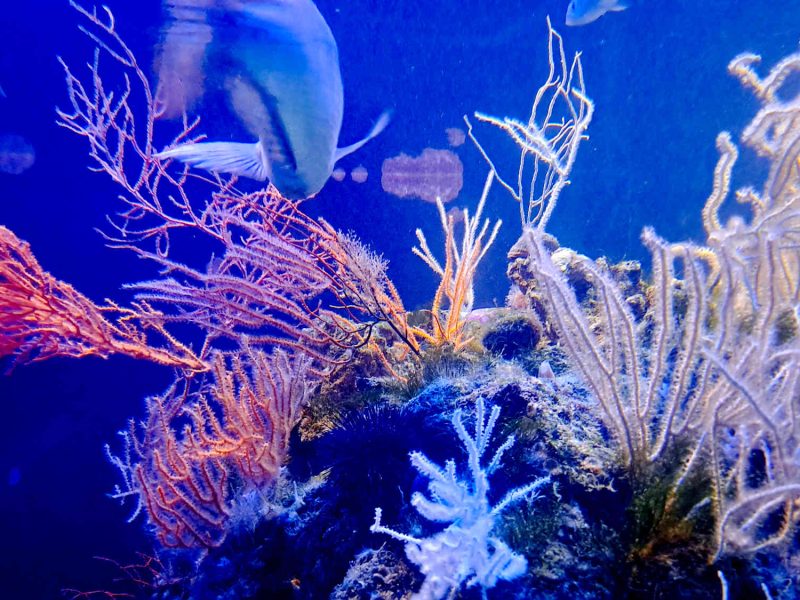 monaco musee oceanographique aquarium visiter famille enfants blog