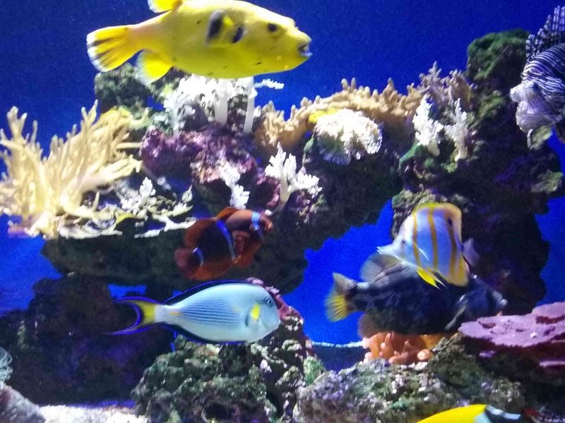 monaco musee oceanographique aquarium visiter famille enfants blog