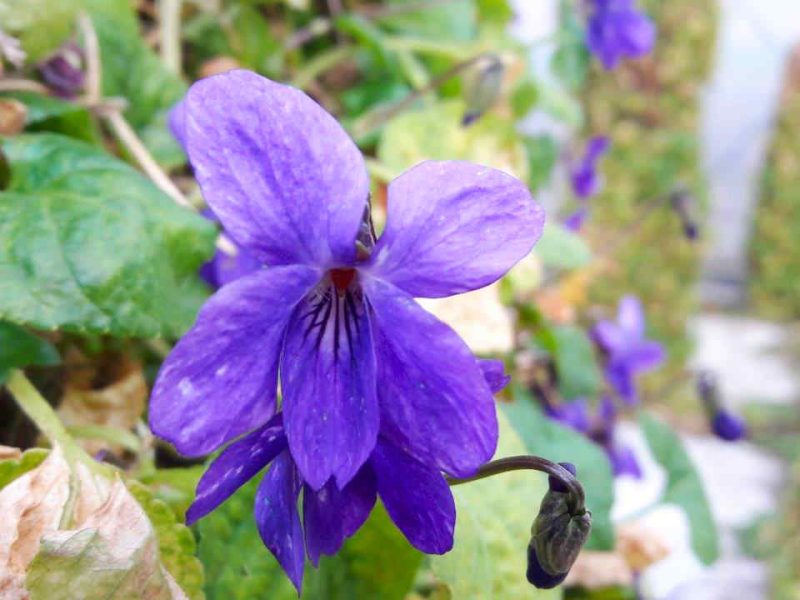 La Fête des violettes en mars à Tourrettes sur loup