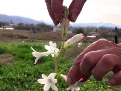 grasse, patrimoine immatériel de l'unesco pour les savoirs-faire liés à la parfumerie
