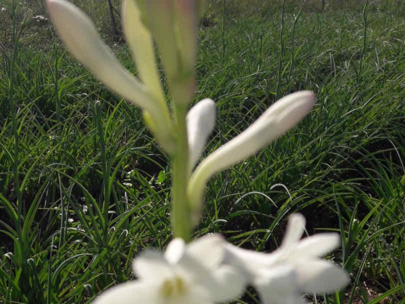 La tubéreuse une des fleurs à parfums de Grasse