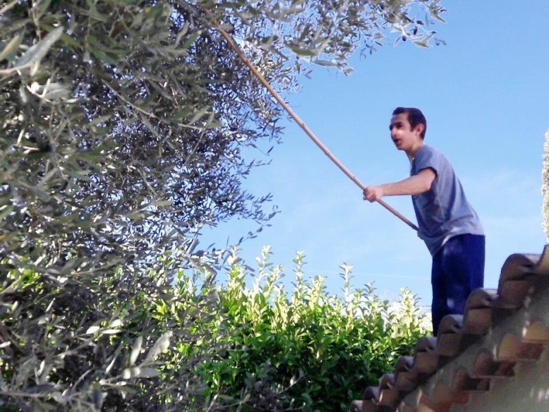 L’huile d’olives de Nice et l’olivier Cailletier