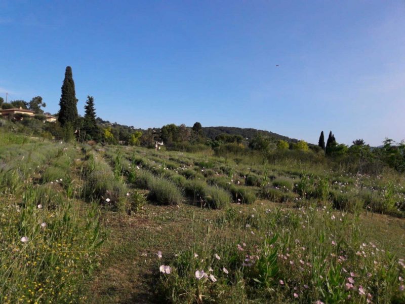 Visite des Jardins du Musée International de la Parfumerie (MIP), à Mouans-Sartoux