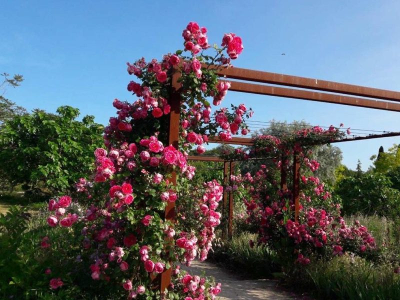 Visite des Jardins du Musée International de la Parfumerie (MIP), à Mouans-Sartoux