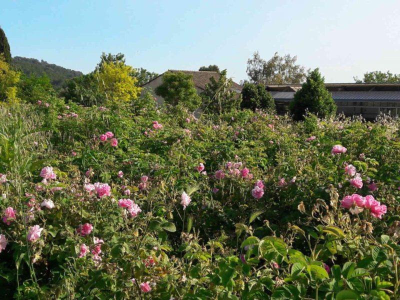 Visite des Jardins du Musée International de la Parfumerie (MIP), à Mouans-Sartoux