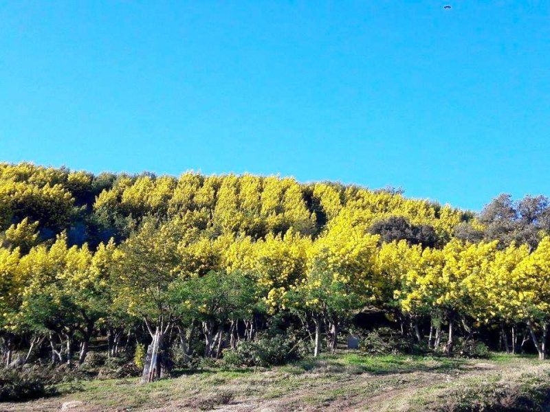 Découvrir le mimosa sur la Côte d’Azur