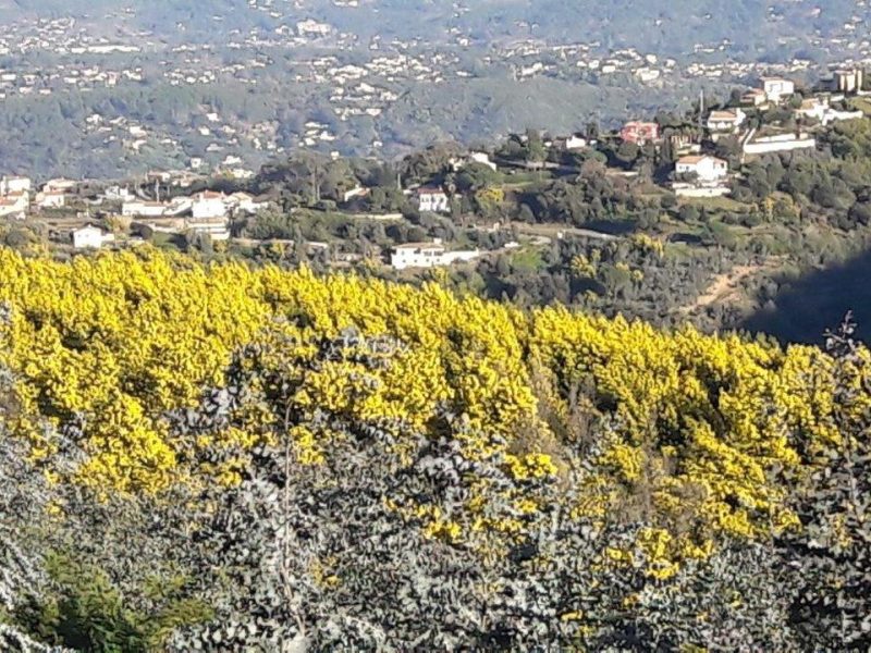 Découvrir le mimosa sur la Côte d’Azur