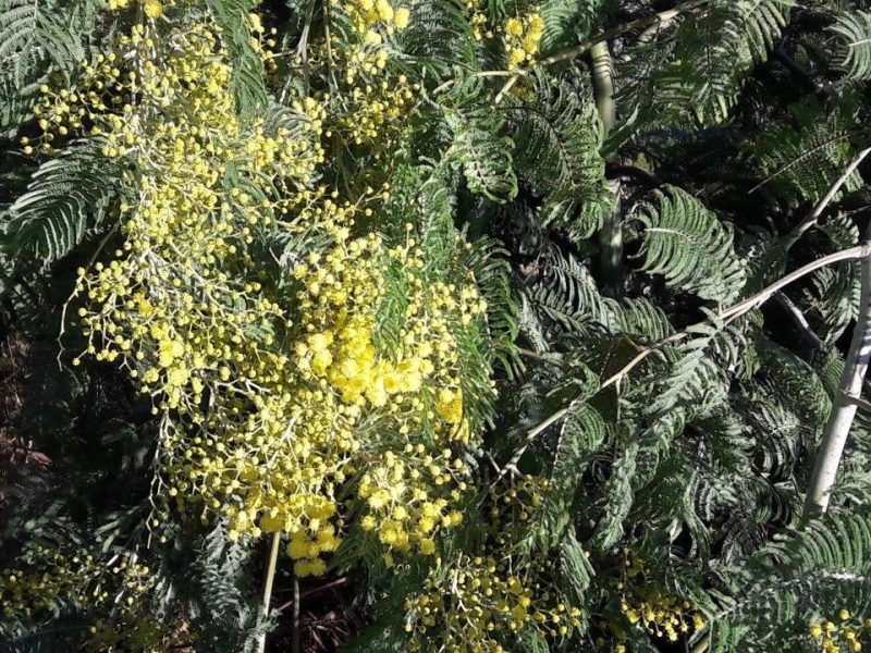 Découvrir le mimosa sur la Côte d’Azur