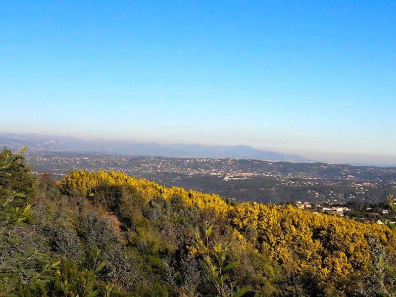 Découvrir le mimosa sur la Côte d’Azur