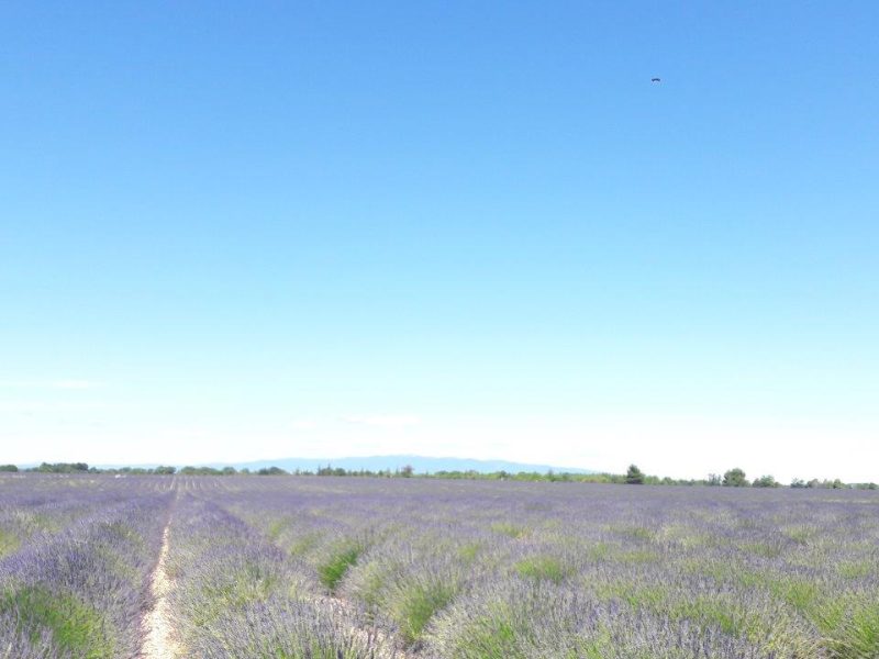 La lavande au Plateau de Valensole