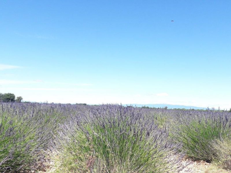 La lavande au Plateau de Valensole