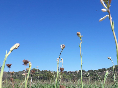 La tubéreuse une des fleurs à parfums de Grasse