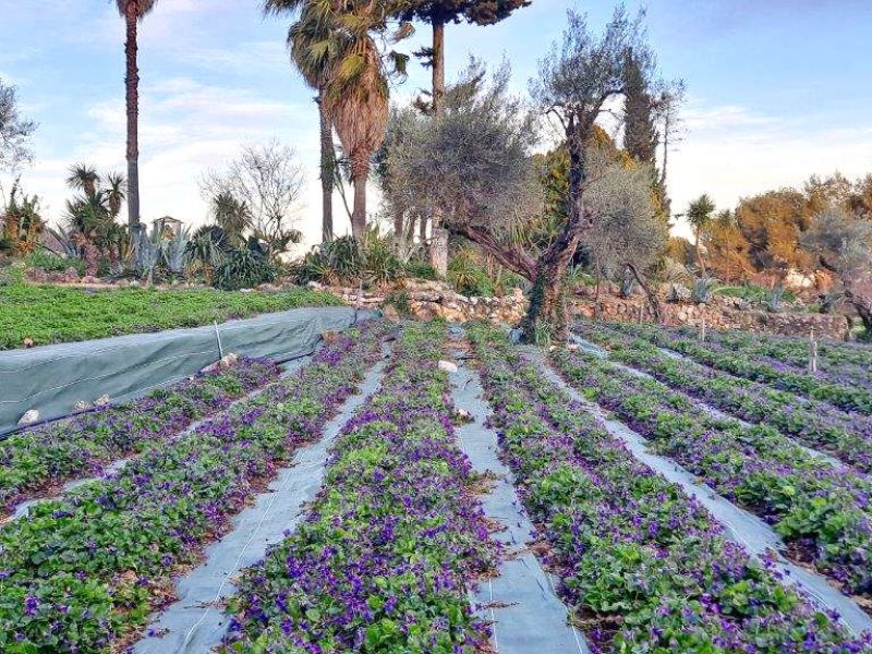 La Fête des violettes en mars à Tourrettes sur loup