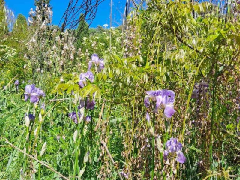 Visite des Jardins du Musée International de la Parfumerie (MIP), à Mouans-Sartoux