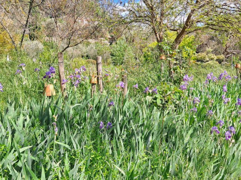 Visite des Jardins du Musée International de la Parfumerie (MIP), à Mouans-Sartoux