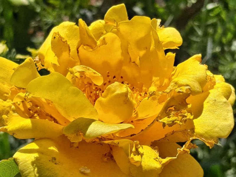 Visite des Jardins du Musée International de la Parfumerie (MIP), à Mouans-Sartoux