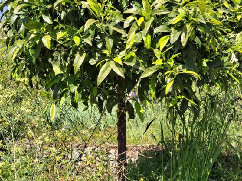 Visite des Jardins du Musée International de la Parfumerie (MIP), à Mouans-Sartoux