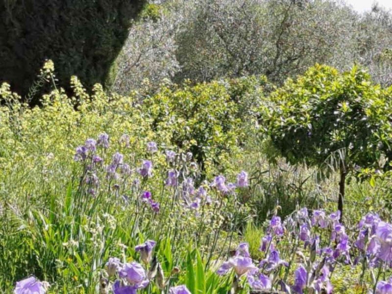 Visite des Jardins du Musée International de la Parfumerie (MIP), à Mouans-Sartoux