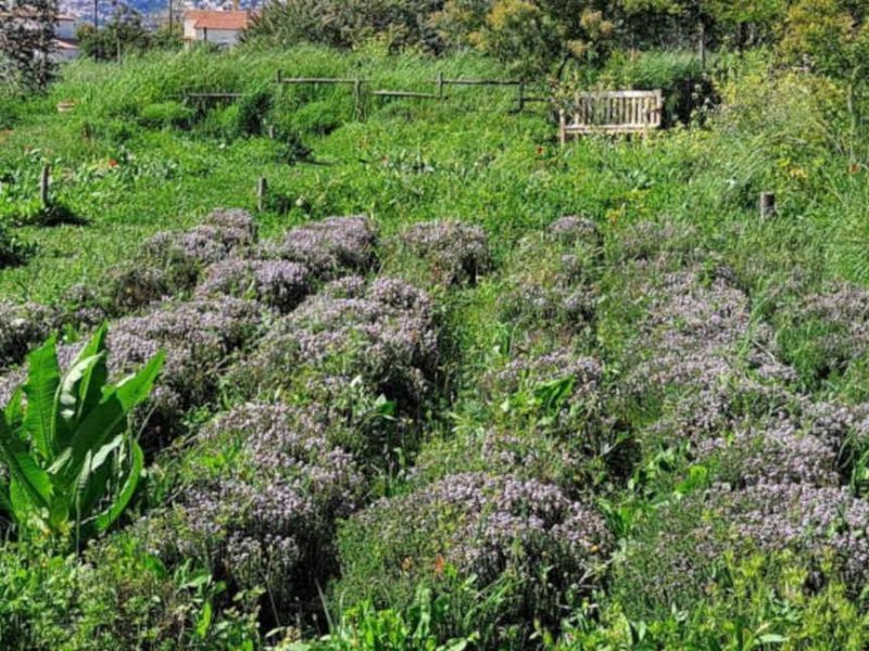 Visite des Jardins du Musée International de la Parfumerie (MIP), à Mouans-Sartoux