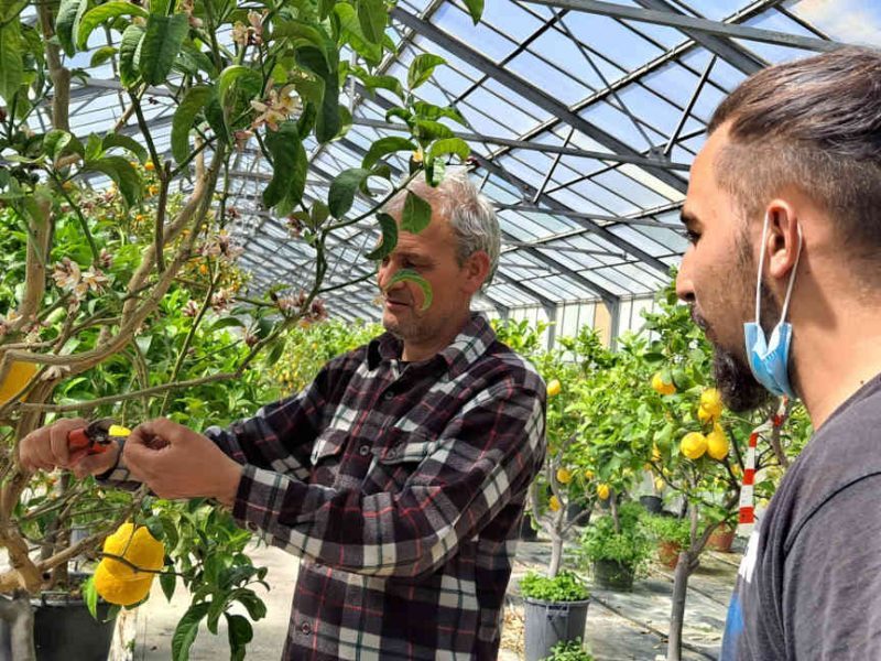 A la rencontre de Sébastien Fossat, pépiniériste Niçois passionné d’agrumes