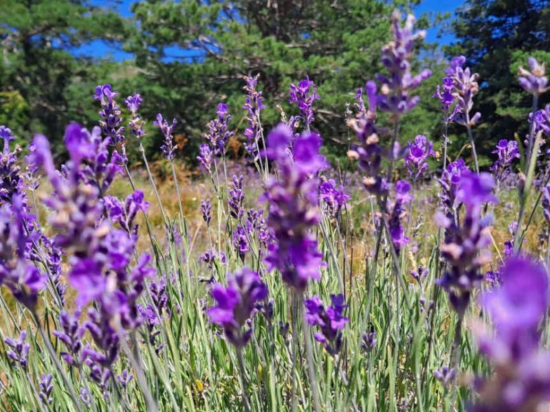 La lavande au Plateau de Valensole