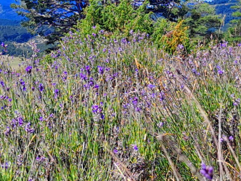 La lavande au Plateau de Valensole