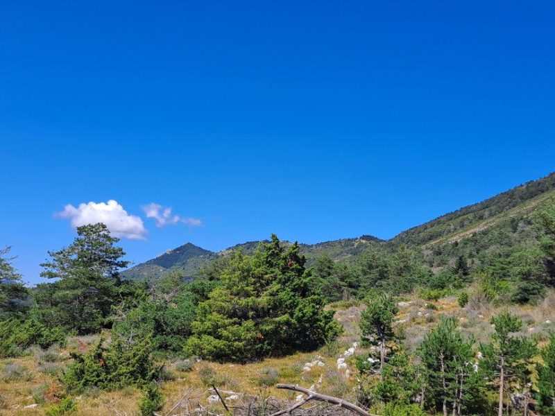 Balade au milieu des lavandes sur la Côte d’Azur