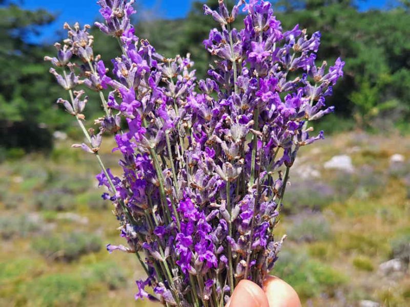 La lavande au Plateau de Valensole