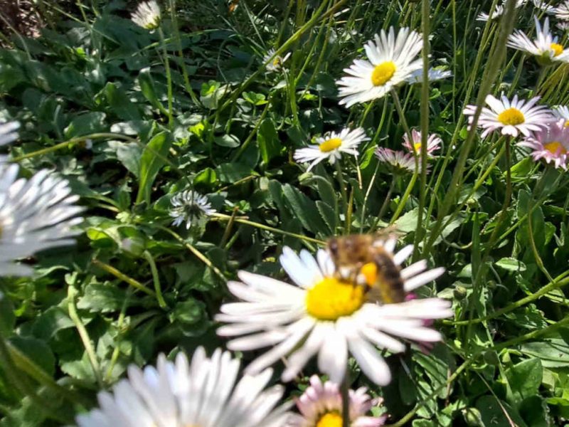 Récolte des pâquerettes dans notre jardin de PPAM en permaculture bio