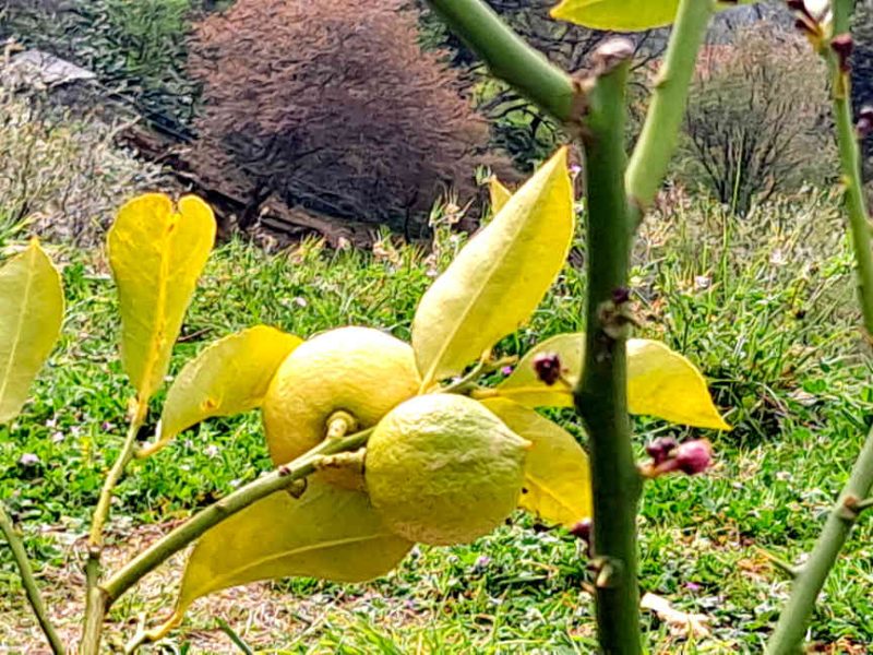 Découvrir le citron de Menton chez Emilie Basin