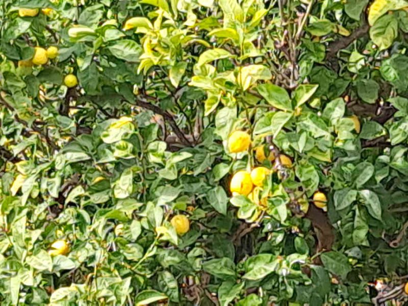 Découvrir le citron de Menton chez Emilie Basin