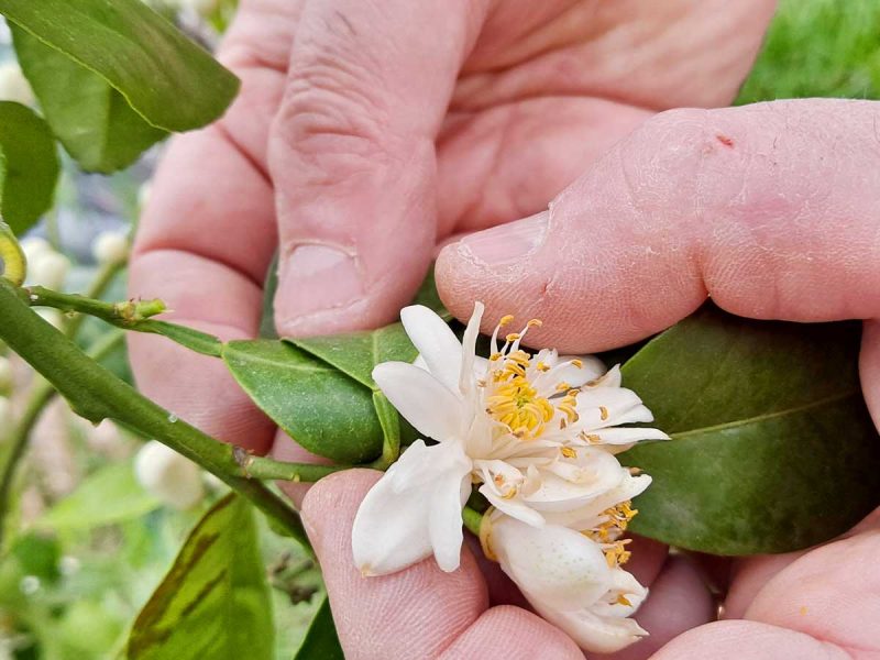 eau-fleurs-orangers-grasse-cuisine-recettes-gateaux-blog-vacances-cote-d-azur