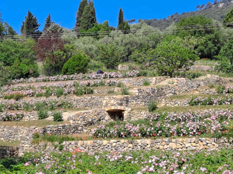 La Rose Centifolia, une fleur à parfum emblématique du Pays de Grasse