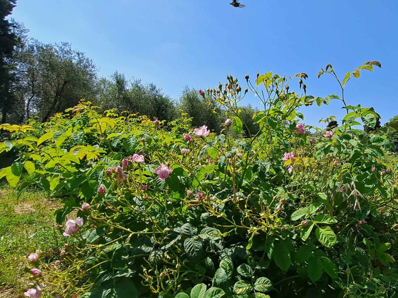 La Rose Centifolia, une fleur à parfum emblématique du Pays de Grasse